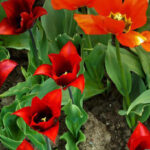 The Secret to a Green Thumb? A Little Forgetfulness: 10 Houseplants That Thrive On Neglect