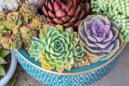 The Reluctant Plant Parent: How 10 Unkillable Houseplants Taught Me to Grow More Than Just Plants