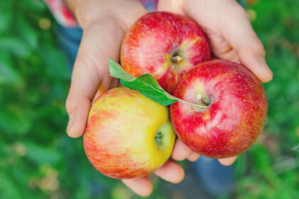 Guardians of the Gut: How Dietary Fiber Shields Your Body from Sugar’s Hidden Damage