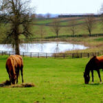 Across the Pond: The Top U.S. States Europeans Are Fascinated By