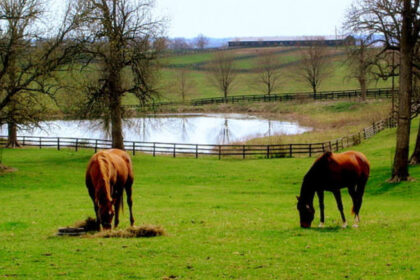 Across the Pond: The Top U.S. States Europeans Are Fascinated By