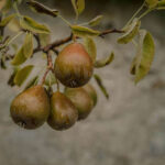 10 Surprising Foods With More Fiber Than a Pear — A U.S. Guide to Digestive Health and Energy