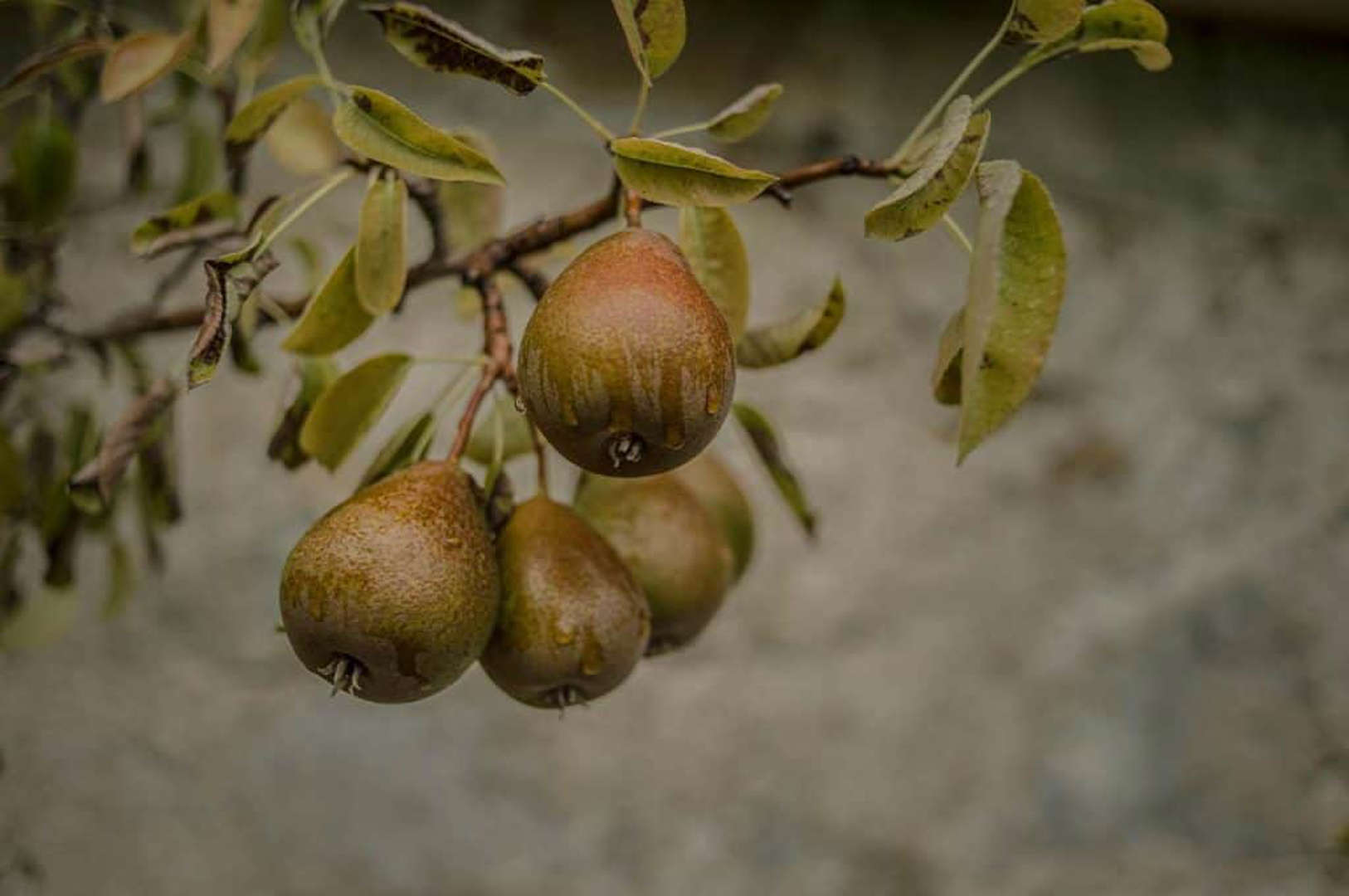 10 Surprising Foods With More Fiber Than a Pear — A U.S. Guide to Digestive Health and Energy