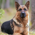 Meet the Gentle Giants: 40 Largest Dog Breeds Loved Across America (With Expert Tips for Living with Them)