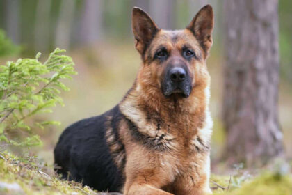 Meet the Gentle Giants: 40 Largest Dog Breeds Loved Across America (With Expert Tips for Living with Them)