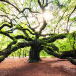 40 Hidden American Travel Gems You’ll Never Forget: A Once-in-a-Lifetime Journey Through the Real USA