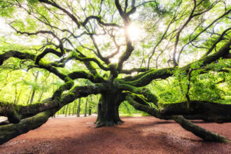 40 Hidden American Travel Gems You’ll Never Forget: A Once-in-a-Lifetime Journey Through the Real USA