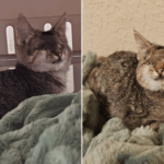 The Cat With No Eyes Who Taught Everyone What It Truly Means to See: How One Overlooked Shelter Cat Found Her Forever Home