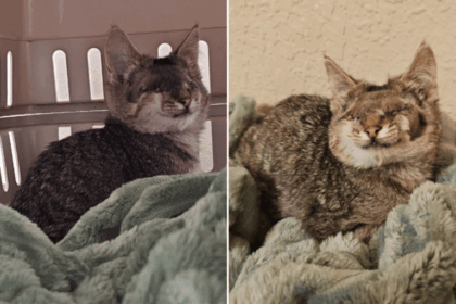 The Cat With No Eyes Who Taught Everyone What It Truly Means to See: How One Overlooked Shelter Cat Found Her Forever Home