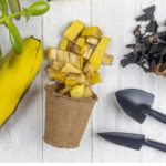 The Surprising November Gardening Trick: Why Homeowners Across America Are Putting Bananas in Their Yards