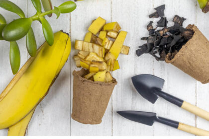 The Surprising November Gardening Trick: Why Homeowners Across America Are Putting Bananas in Their Yards